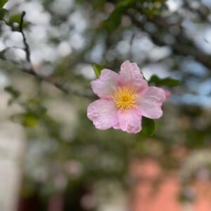 Spring Raja Yoga Meditation Course 2026 (Eight Weeks)